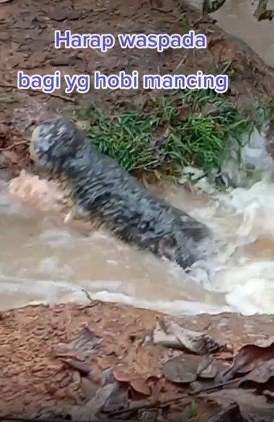 Parit sempit di tepi rawa ternyata mengandung bahaya tak terduga.
