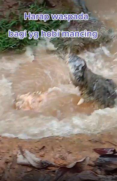 Parit sempit di tepi rawa ternyata mengandung bahaya tak terduga.