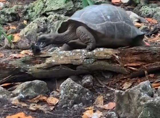 Perilaku aneh binatang, kura-kura raksasa berburu anak burung.
