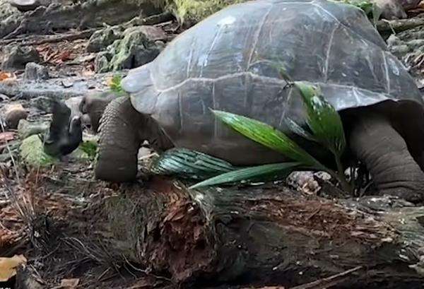 Perilaku aneh binatang, kura-kura raksasa berburu anak burung.