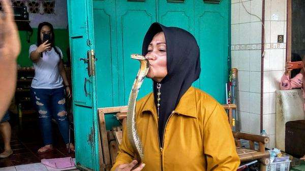 Ratu Ular asal Purwokerto jadikan king kobra, piton dan viper teman bermain.