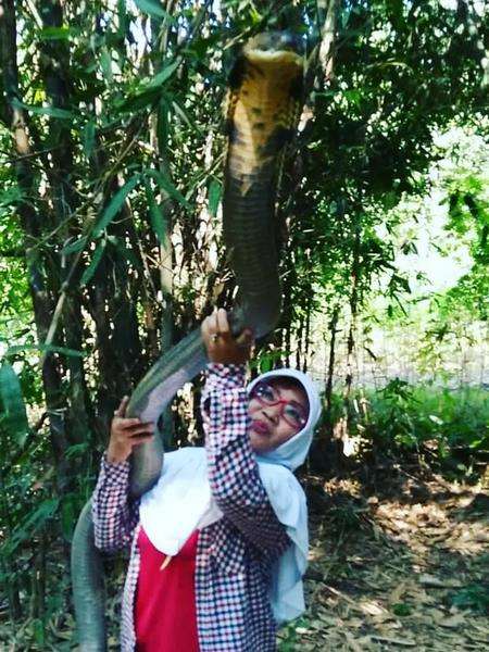 Ratu Ular asal Purwokerto jadikan king kobra, piton dan viper teman bermain.