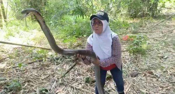 Ratu Ular asal Purwokerto jadikan king kobra, piton dan viper teman bermain.