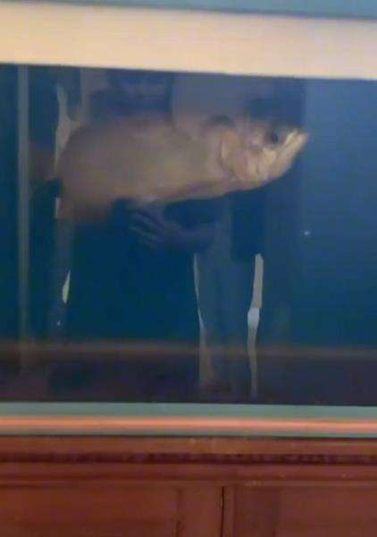 17 Tahun Dipelihara, Pemilik Nangis Pas Tahu Ikan Arwana Kesayangannya Mati