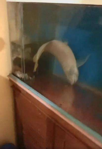 17 Tahun Dipelihara, Pemilik Nangis Pas Tahu Ikan Arwana Kesayangannya Mati