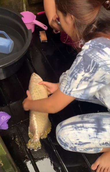 17 Tahun Dipelihara, Pemilik Nangis Pas Tahu Ikan Arwana Kesayangannya Mati