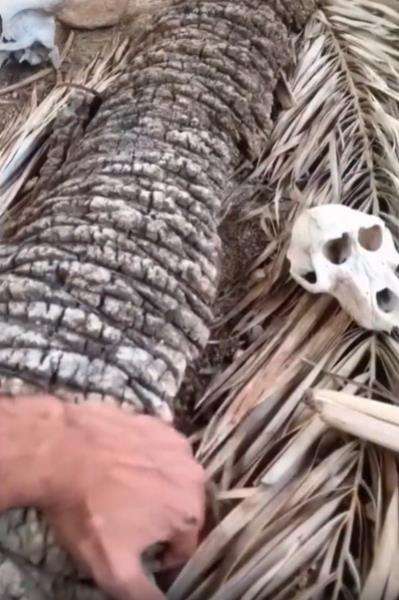 Detik-detik mengejutkan saat membuka batang pohon kelapa lapuk.