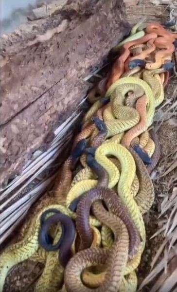 Ular kobra warna-warni di bawah batang pohon lapuk.