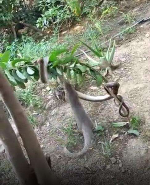King kobra salah mangsa, jadi bulan-bulanan musang.
