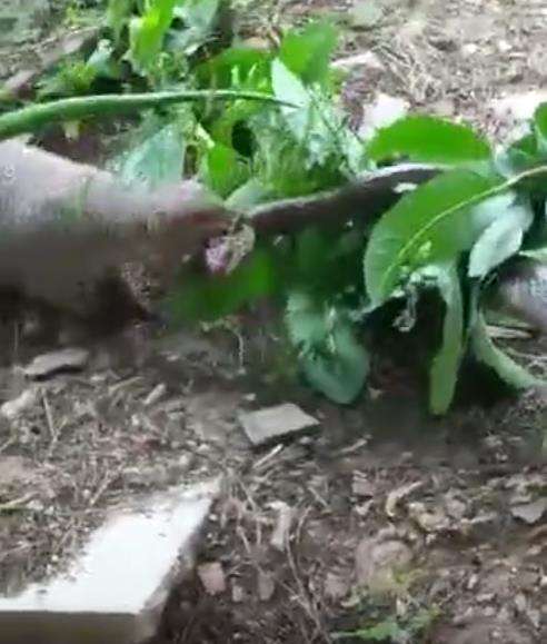 King kobra salah mangsa, jadi bulan-bulanan musang.