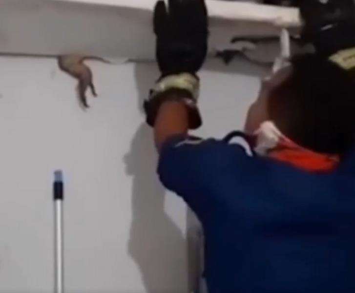 Penangkapan dramatis biawak raksasa sembunyi di plafon rumah.
