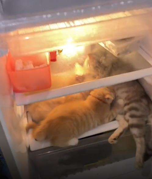 Kucing lagi santuy susui anaknya dalam kulkas.