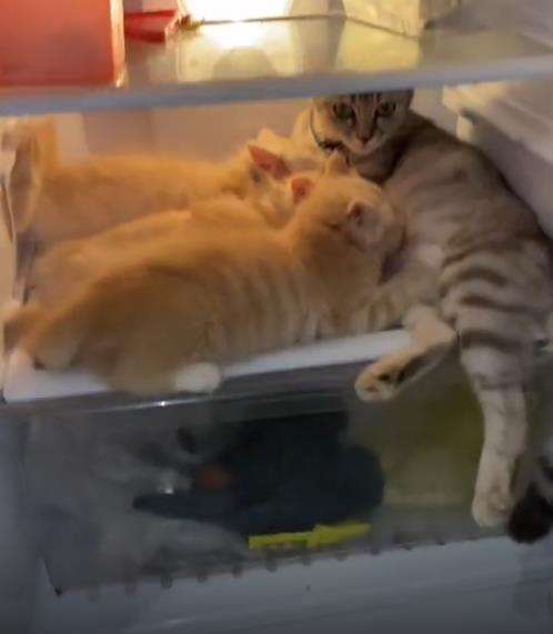 Kucing lagi santuy susui anaknya dalam kulkas.