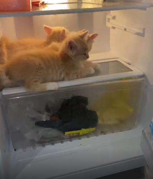 Kucing lagi santuy susui anaknya dalam kulkas.