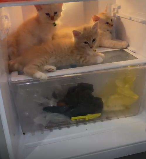 Kucing lagi santuy susui anaknya dalam kulkas.