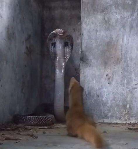 Viral ular king kobra dibuat mainan sama garangan atau cerpelai.