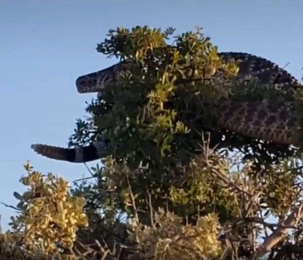 Viral penampakan ular raksasa nangkring di atas pohon.