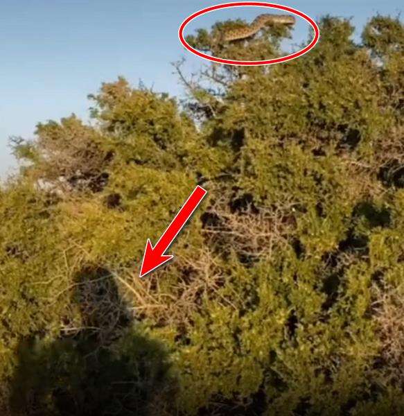 Viral penemuan ular raksasa sebesar pohon kelapa di pedalaman hutan Dominika.