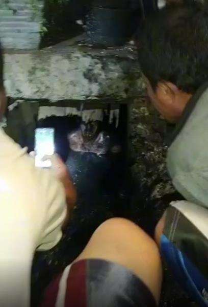 Warga Temukan Sosok Menyeramkan di Gorong-Gorong.