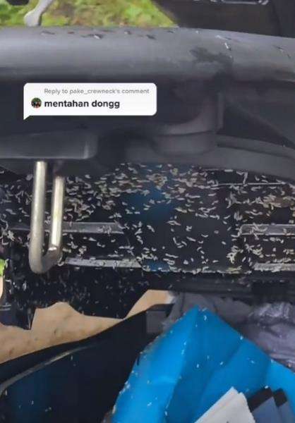 Merinding, buka jok sepeda motor, pemilik langsung syok.