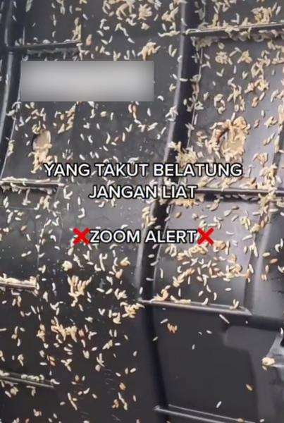 Merinding, buka jok sepeda motor, pemilik langsung syok.