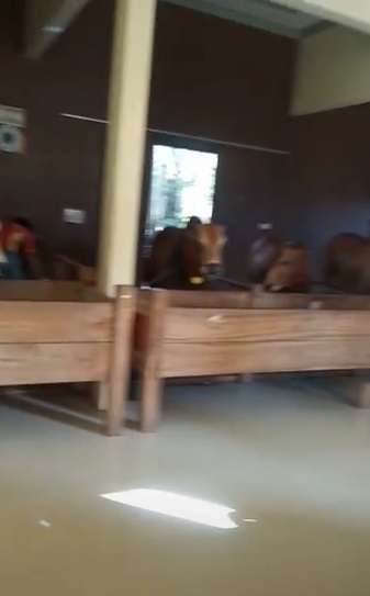 Video Viral