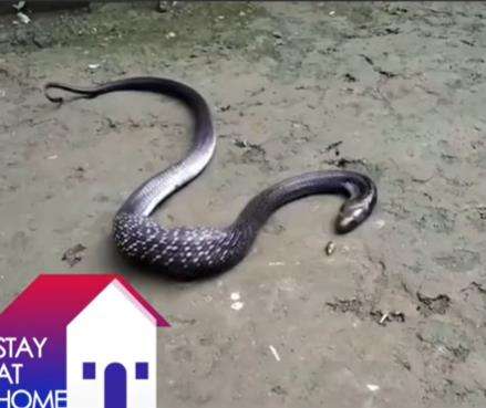 King cobra kelojotan seperti mau mati, ternyata muntahkan mangsa tak terduga.
