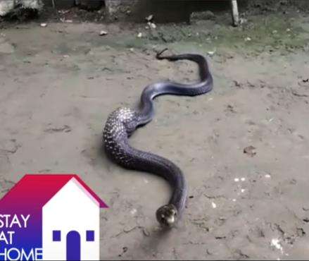 King cobra kelojotan seperti mau mati, ternyata muntahkan mangsa tak terduga.