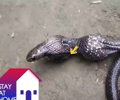 Tampak ada dua benjolan besar di tubuh king kobra itu.