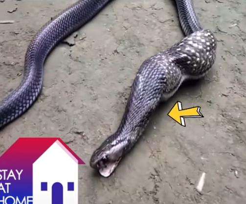 King cobra itu berusaha mengeluarkan dua benjolan besar dari tubuhnya.