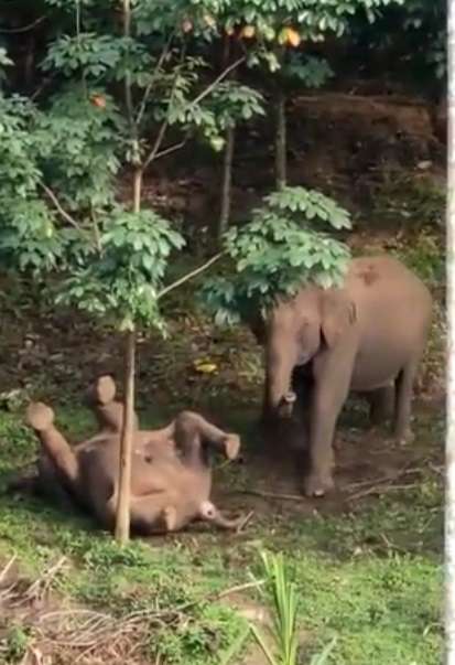 Induk Gajah Induk Gajah