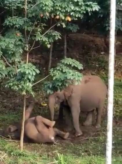 Induk Gajah Induk Gajah