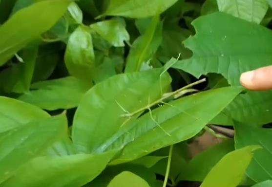 Panji Petualang temukan belalang stik yang unik saat lakukan penelusuran di hutan.