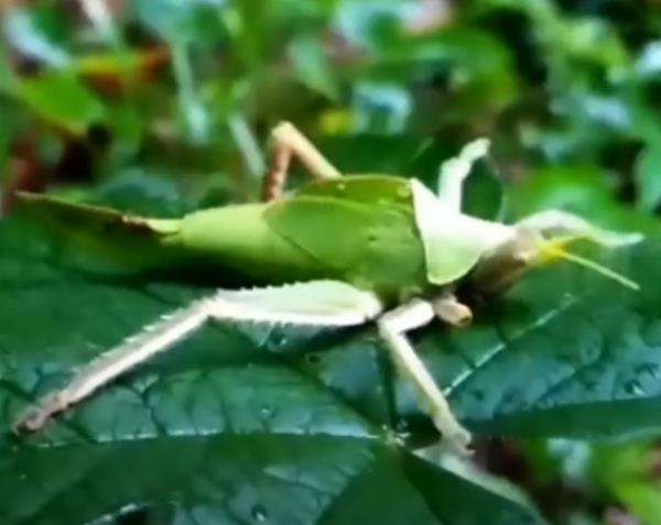 Panji Petualang temukan belalang daun yang unik saat lakukan penelusuran di hutan.