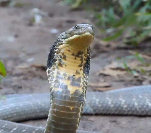 Panji Petualang tidak berani mendekati king kobra di hutan.