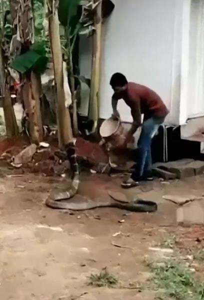 Viral pria mandikan king kobra seperti anaknya.