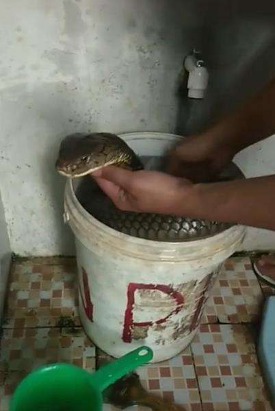 Viral pria mandikan king kobra seperti anaknya.