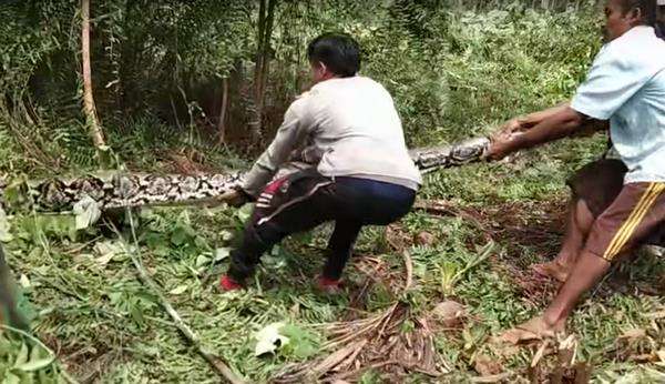 Penangkapan ular piton raksasa di Riau berlangsung dramatis.