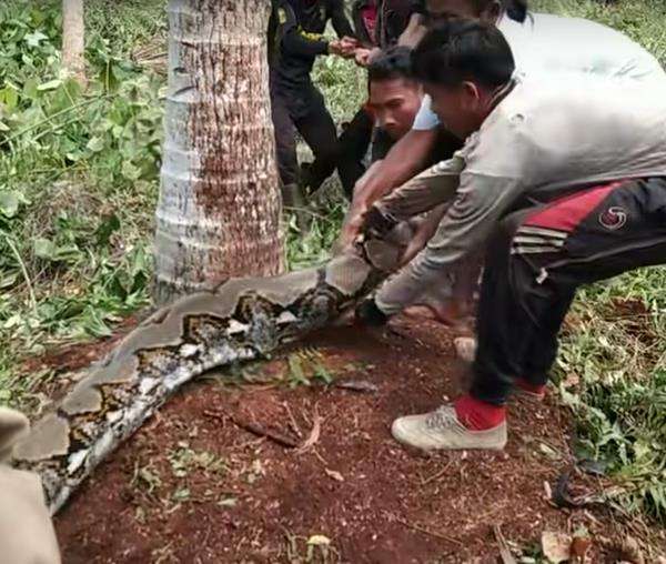 Penangkapan ular piton raksasa di Riau berlangsung dramatis.