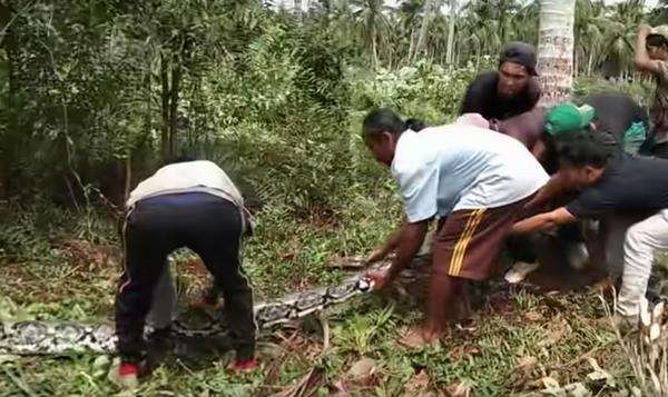 Penangkapan ular piton raksasa di Riau berlangsung dramatis.
