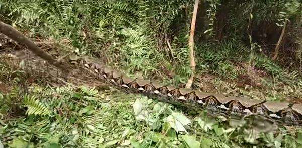 Penangkapan ular piton raksasa di Riau berlangsung dramatis.