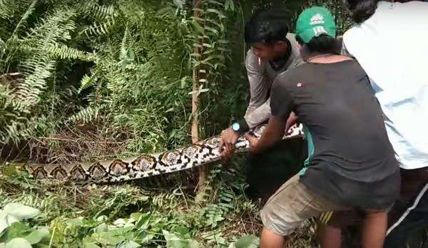 Penangkapan ular piton raksasa di Riau berlangsung dramatis.