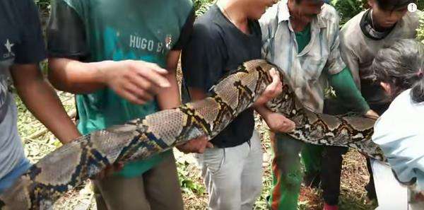 Penangkapan ular piton raksasa di Riau berlangsung dramatis.