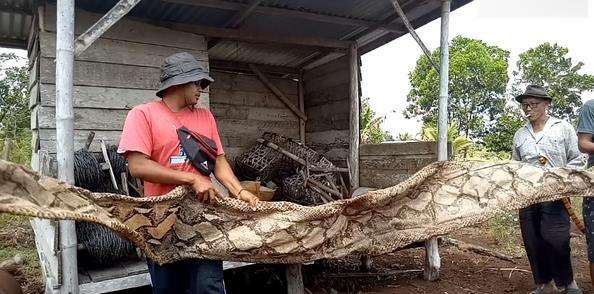 Penangkapan ular piton raksasa di Riau berlangsung dramatis.