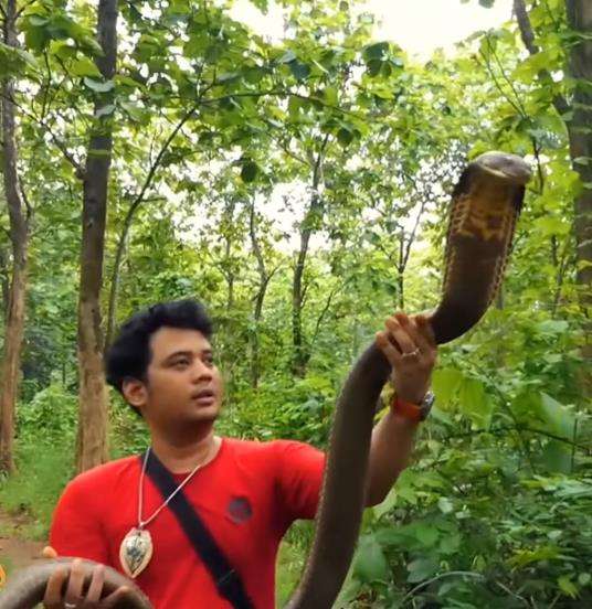 King kobra hitam hadang Panji Petualang di tengah hutan.