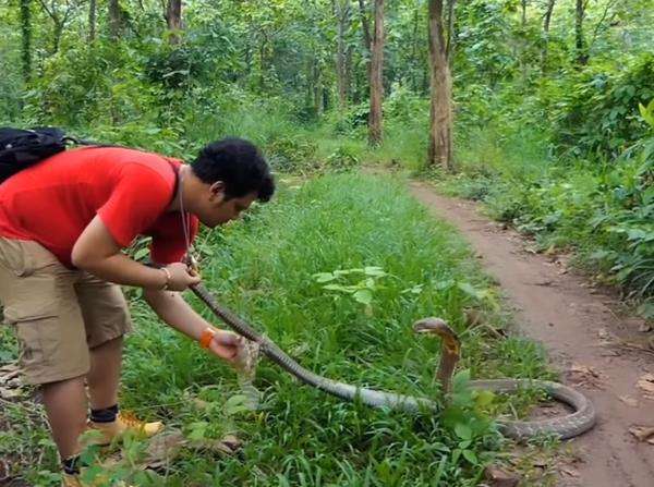 King kobra hitam hadang Panji Petualang di tengah hutan.