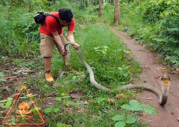 King kobra hitam hadang Panji Petualang di tengah hutan.
