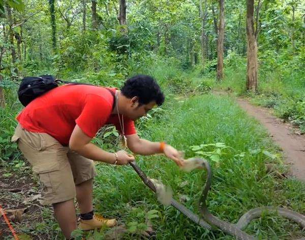 King kobra hitam hadang Panji Petualang di tengah hutan.