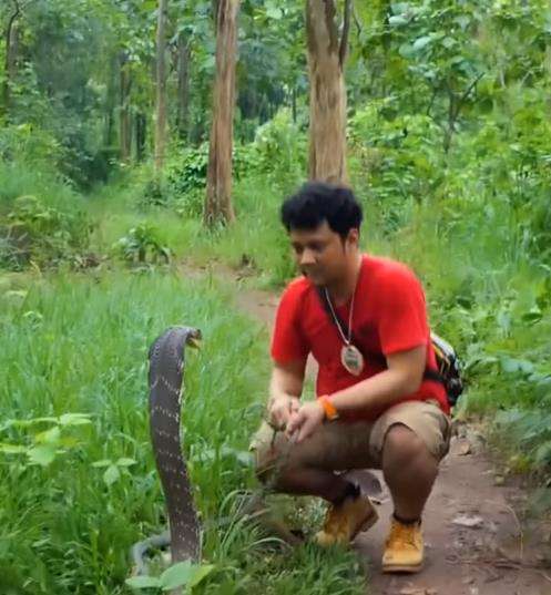 King kobra hitam hadang Panji Petualang di tengah hutan.