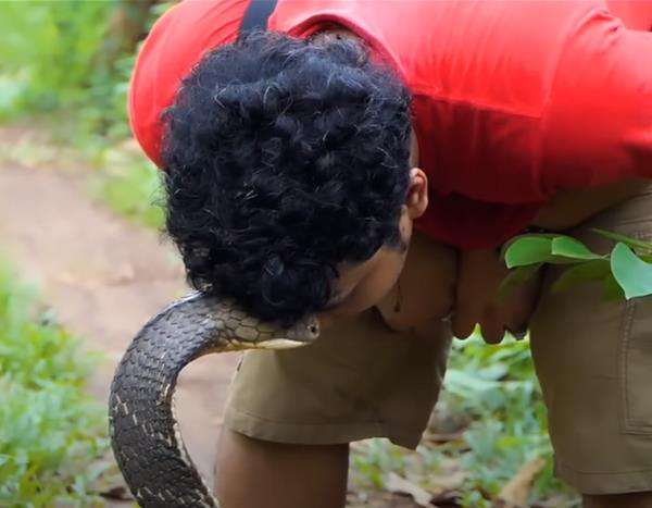King kobra hitam hadang Panji Petualang di tengah hutan.